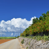 サトウキビ畑の中の一本道
