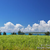 サトウキビ畑と青い海