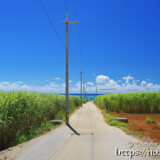 サトウキビ畑と海に続く道