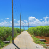 サトウキビ畑と海に続く道