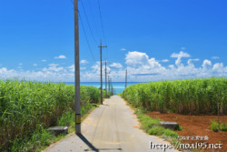 サトウキビ畑と海に続く道