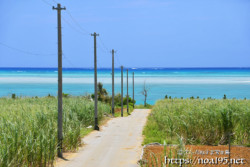 サトウキビ畑の中の一本道と青い海