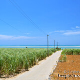 サトウキビ畑の中の一本道と青い海