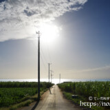 サトウキビ畑の中の一本道と輝く海
