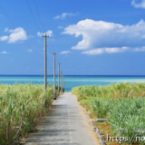 サトウキビ畑と海に続く道