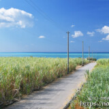 サトウキビ畑と海に続く道