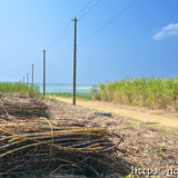 収穫されたサトウキビと海へ続く道
