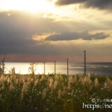 輝くサトウキビの穂と海へ続く道