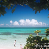 モンパの木陰から