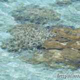 透き通った海とサンゴ礁