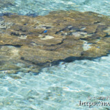透き通った海とサンゴ礁