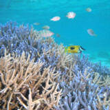 フナクスの水中風景