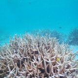 フナクスの水中風景