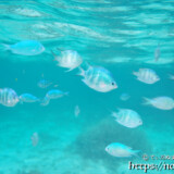フナクスの水中風景