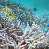 エダサンゴとスズメダイたち