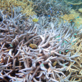 エダサンゴとスズメダイたち