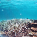 フナクスの水中風景
