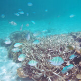フナクスの水中風景