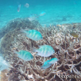 サンゴとオヤビッチャたち