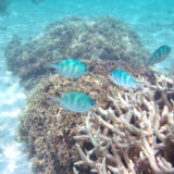 サンゴとオヤビッチャたち