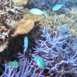 サンゴとソラスズメダイ