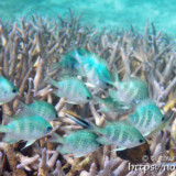 サンゴとオヤビッチャたち