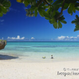 モンパの木陰から