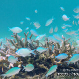 可愛いスズメダイたち