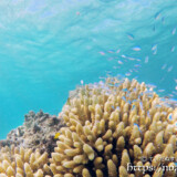 エダサンゴとスズメダイ