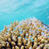 てんこ盛りのとスズメダイ