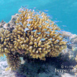 エダサンゴとスズメダイ