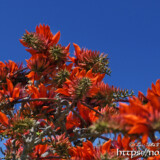 青空とデイゴの花々