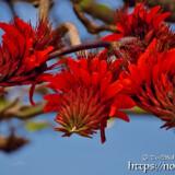 真紅のデイゴの花