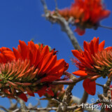 デイゴの花と青空