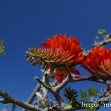デイゴの花と青空