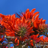 真紅のデイゴの花