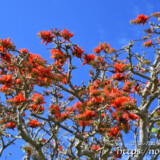 デイゴの花々と青空
