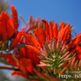 デイゴの花とすずめ