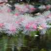 夏の花