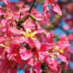 冬の花