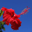 代表的な花