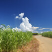 サトウキビ畑