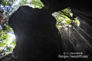 洞窟内に垂れ下がるガジュマルの気根-ヌドゥクビアブ