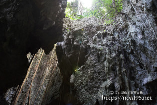 洞窟内に垂れ下がるガジュマルの気根-ヌドゥクビアブ