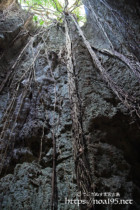 洞窟に垂れ下がるガジュマルの気根-ヌドゥクビアブ