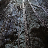 洞窟に垂れ下がるガジュマルの気根-ヌドゥクビアブ