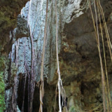 洞窟に根を張るガジュマル-ヌドゥクビアブ