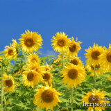 一斉に見つめるひまわりの花たち