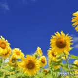 青空とヒマワリの花たち
