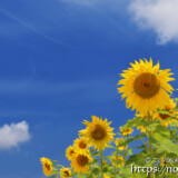 青空とヒマワリの花